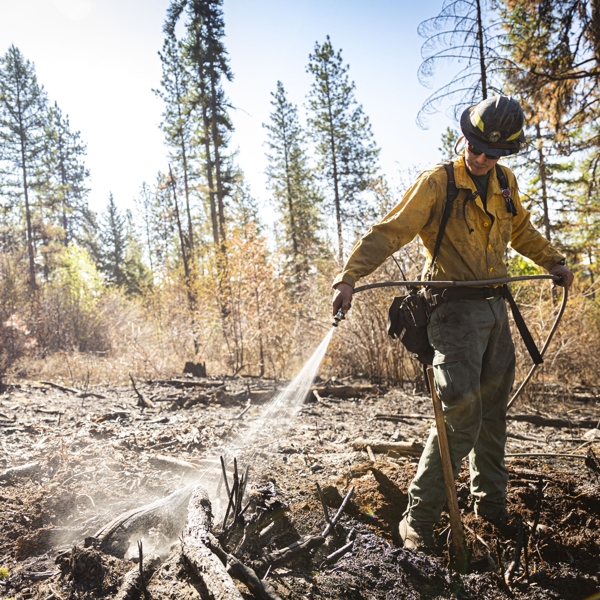 A forestry firefighter extinguishes a hotspot with water
